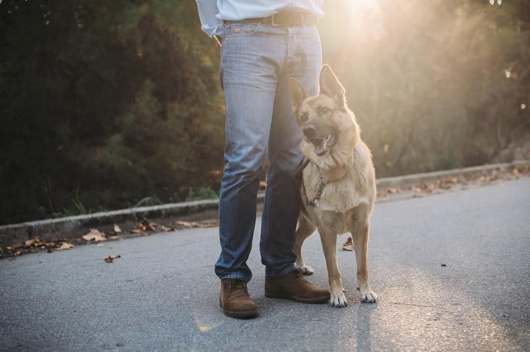 Analyse des retours et opinions sur la formation en ligne Esprit Dog pour éduquer votre chiot