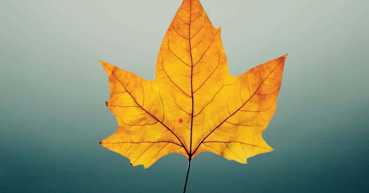 Découvrez 9 croque-monsieur d’automne irrésistibles qui vont vous séduire