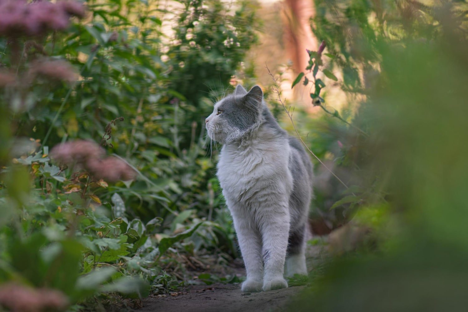 Comment garder des animaux pendant les vacances
