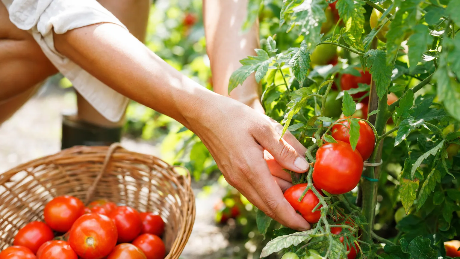 Tomates en plein été : arrosage, gourmands et maladies, les bons gestes