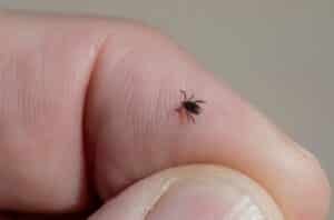 découvrez tous les détails sur les ticks, des parasites communs chez les animaux domestiques, leurs effets, prévention et traitement.