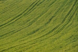 découvrez comment congeler des haricots verts : conseils et étapes faciles pour conserver la fraîcheur et la saveur des haricots verts tout au long de l'année.