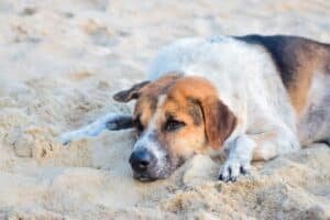 découvrez nos services vétérinaires professionnels pour des soins complets et attentionnés pour vos animaux de compagnie.