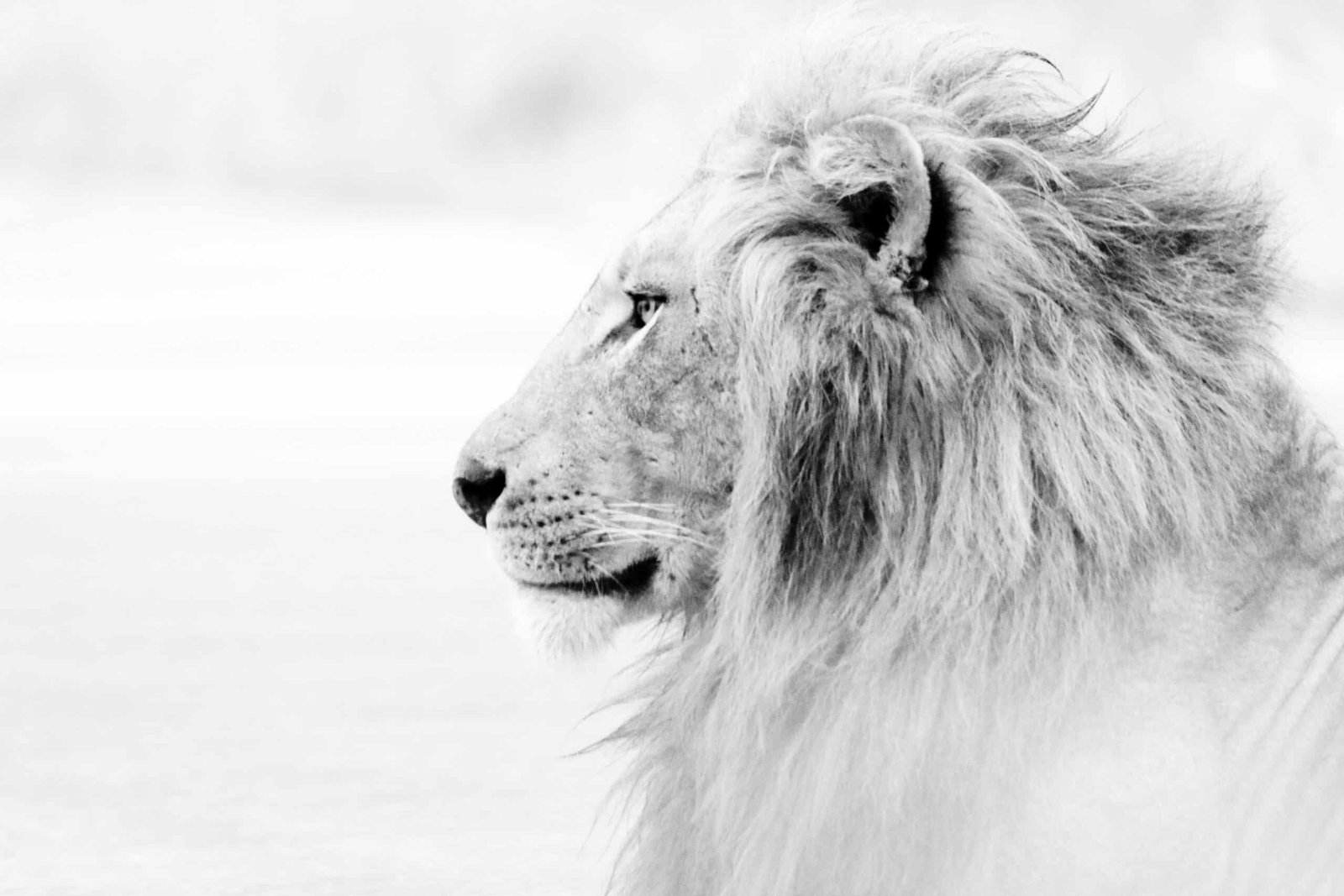 découvrez l'univers majestueux du roi lion, un film emblématique mêlant aventures, amitié et courage, porté par des personnages attachants et des paysages captivants.
