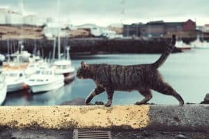 découvrez tout sur le comportement des chats et comprenez pourquoi ils agissent de certaines manières. conseils et astuces pour mieux comprendre votre félin.