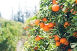 découvrez le plaisir du jardinage nocturne avec night gardening, une expérience sensorielle unique au contact de la nature endormie.