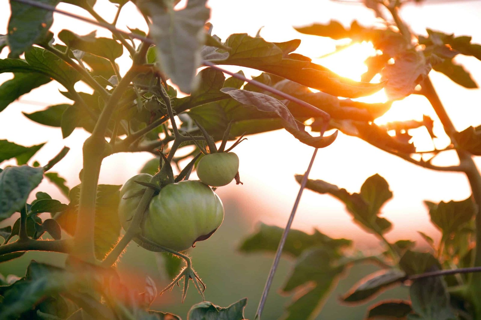 découvrez une sélection de légumes de début de saison pour des recettes fraîches et délicieuses. trouvez des idées pour cuisiner les premiers légumes de la saison et profiter de leurs saveurs uniques.