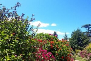 astuces pour métamorphoser votre petit jardin en un havre de verdure