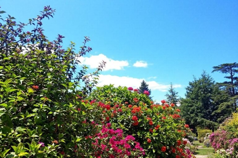 astuces pour métamorphoser votre petit jardin en un havre de verdure