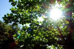 comment préserver vos arbres de jardin des vagues de chaleur