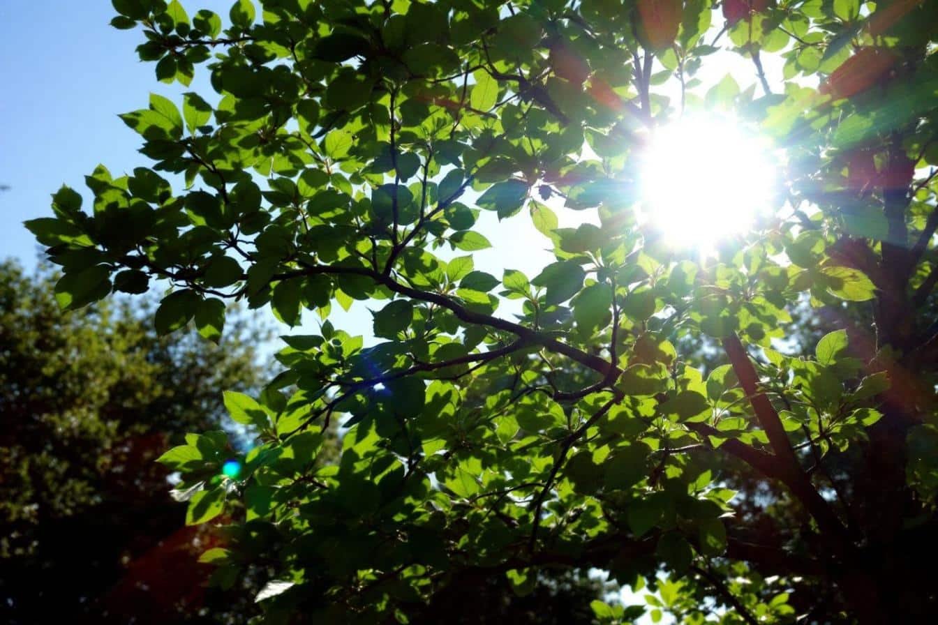 comment préserver vos arbres de jardin des vagues de chaleur