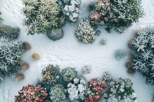 Conseils pour planter en période froide