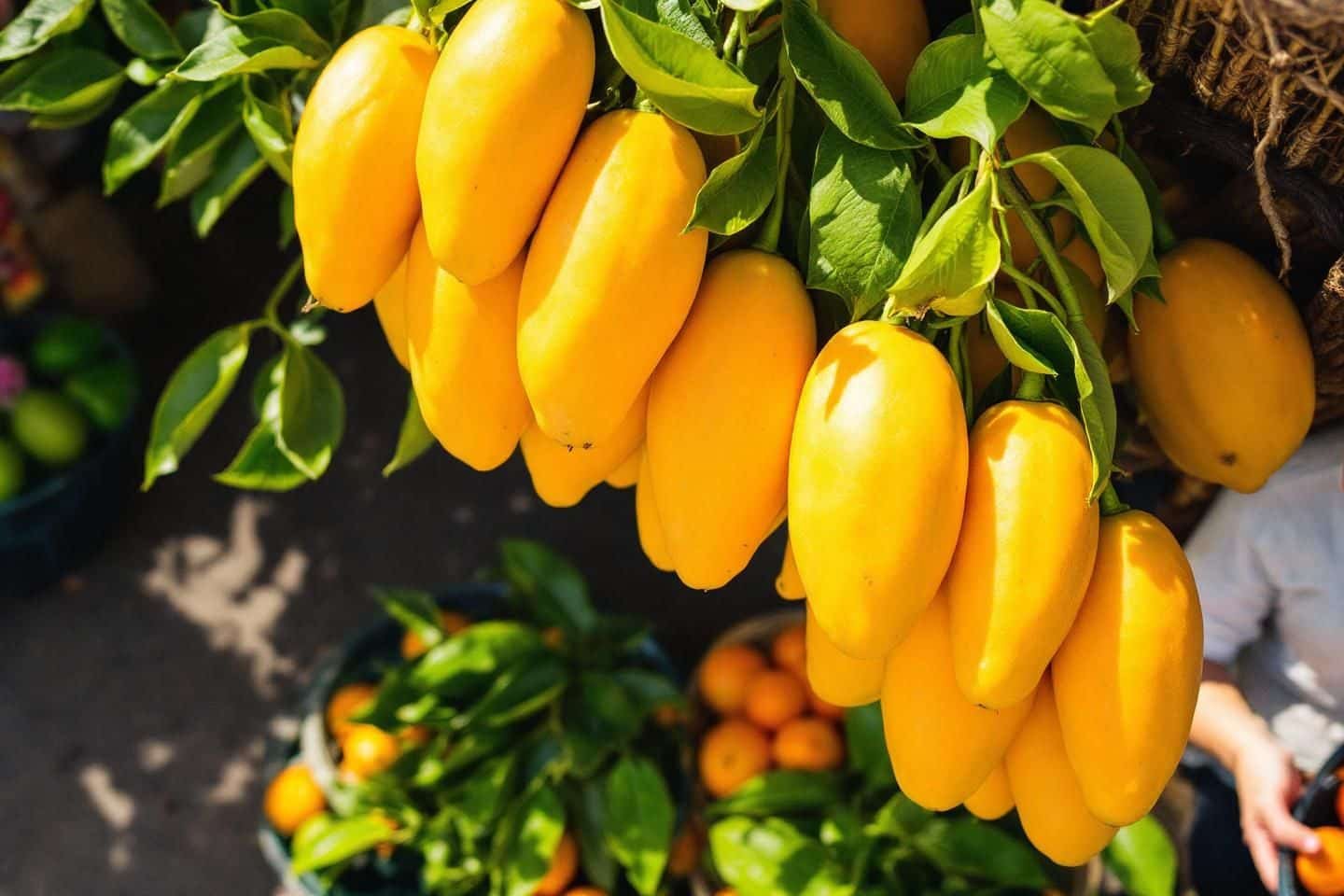 Délicieusement mûre, sucrée et acidulée, la papaye est un aliment parfait Délicieusement mûre, sucrée et acidulée, la papaye est un aliment parfait