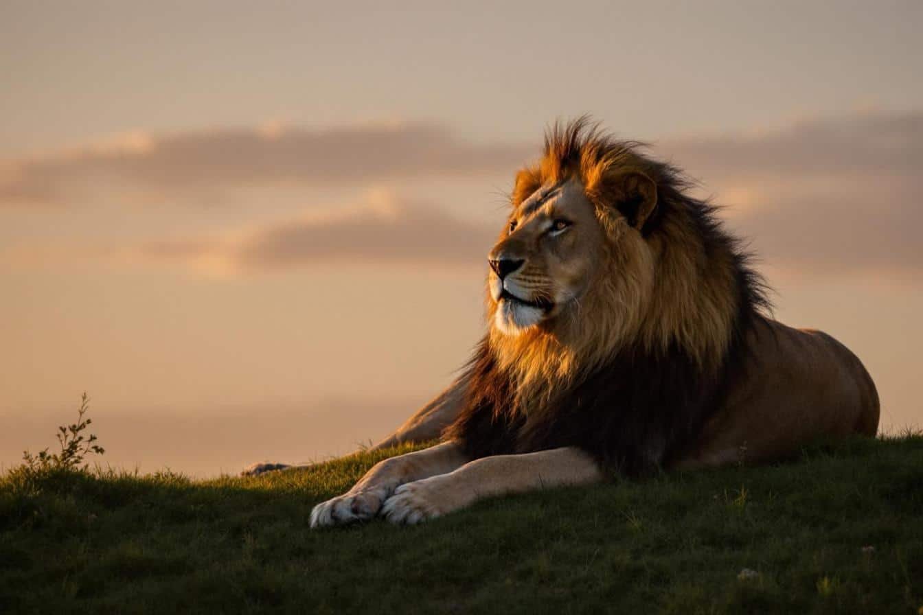 Horoscope du Lion pour Aujourd’hui, 23 Août, Samedi – L’Enthousiasme : Votre Force Inégalée !