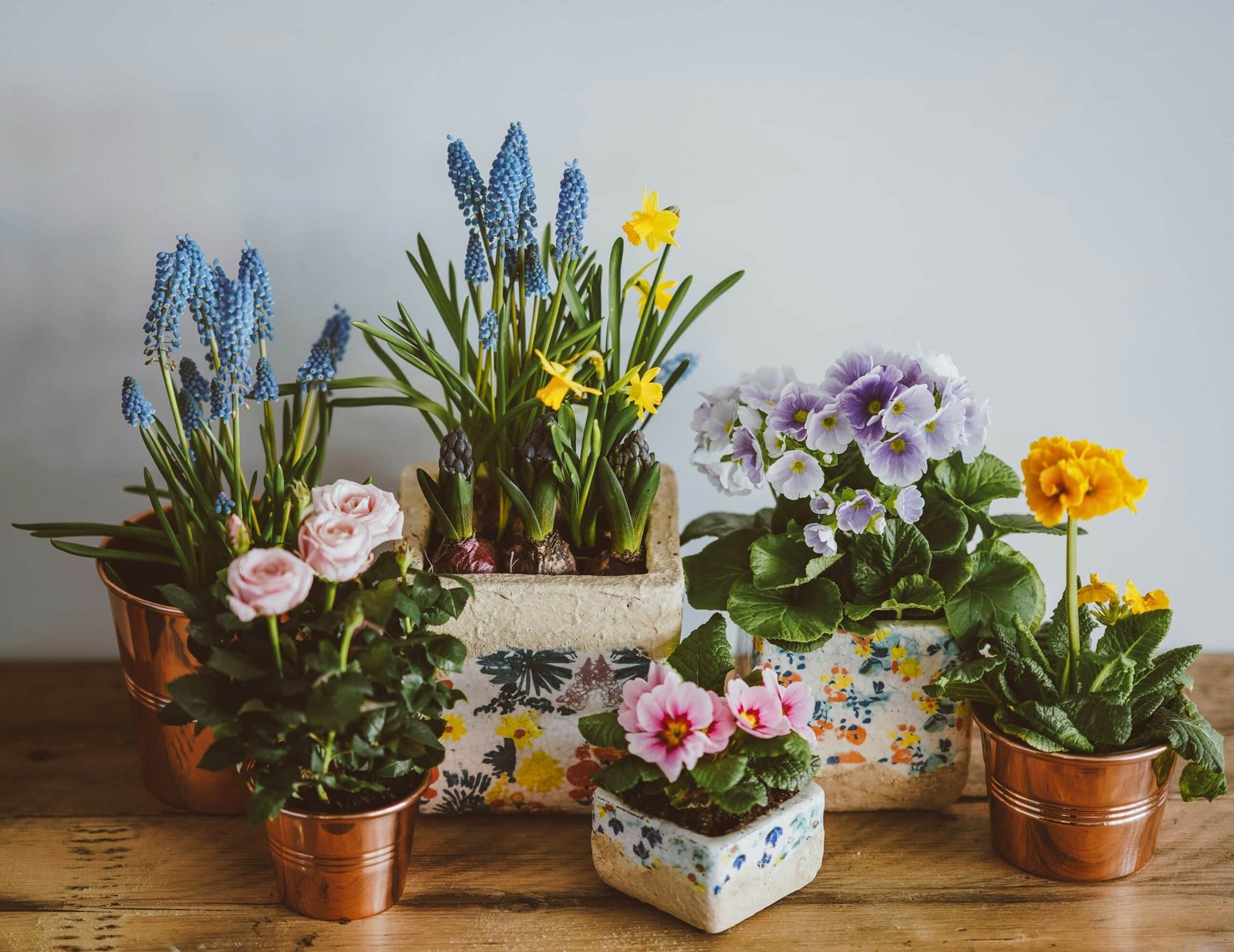 découvrez notre sélection de plantes d'intérieur pour apporter une touche de verdure à votre intérieur. large choix de plantes vertes, fleuries et exotiques.
