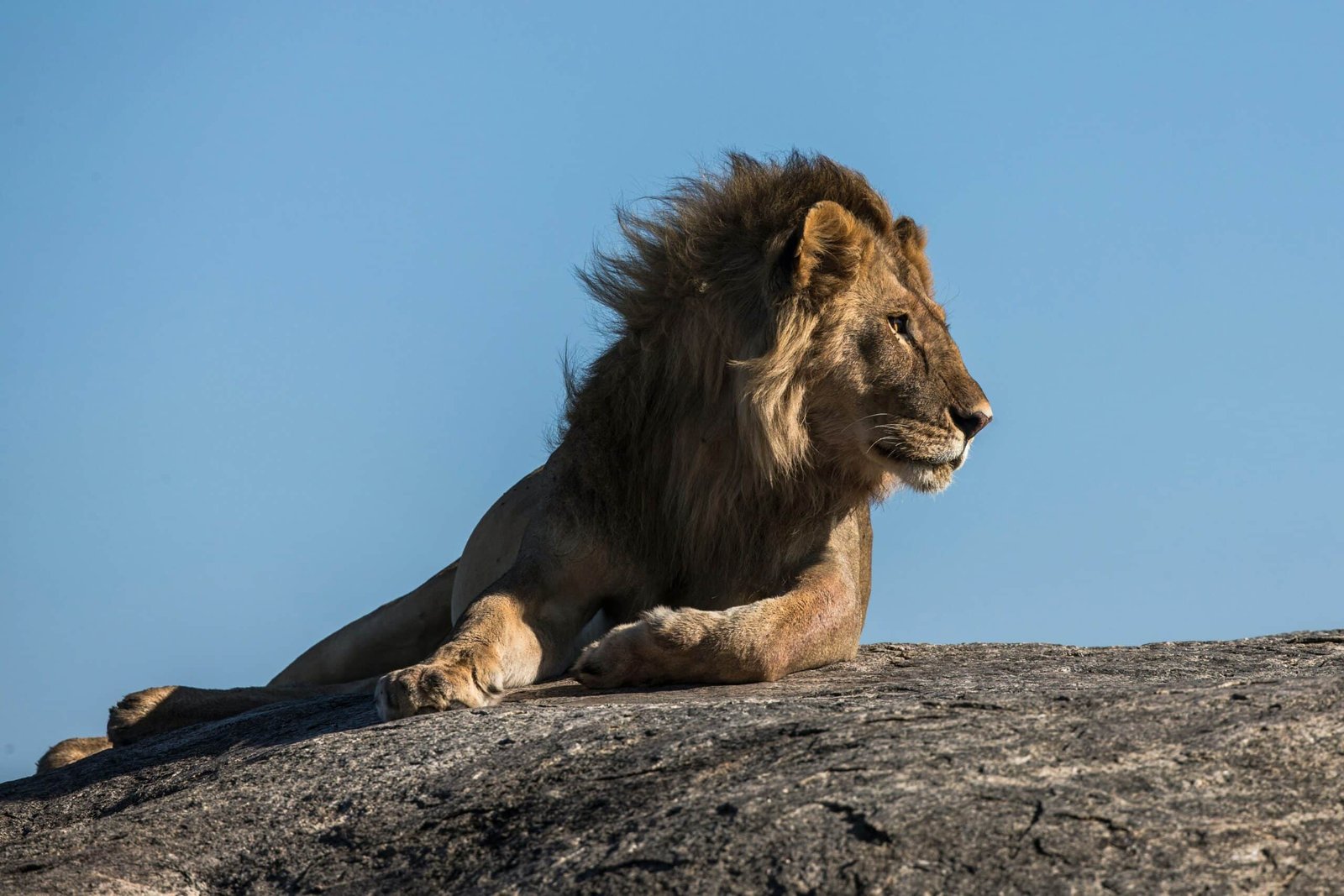 découvrez l'univers fascinant du roi lion, une aventure épique pleine d'émotions et de courage. retrouvez simba, timon, pumbaa et nala dans ce chef-d'œuvre intemporel de disney.