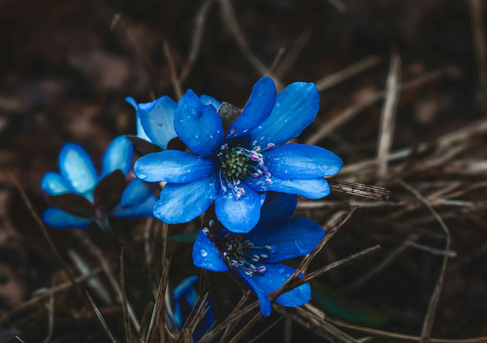 découvrez le plaisir de jardiner la nuit avec nos astuces et conseils pour un night gardening réussi.