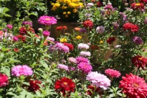 préparez votre jardin pour le printemps en un seul week-end
