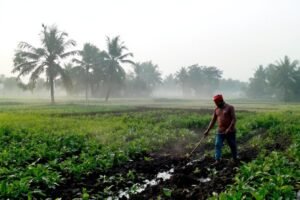 Préparez votre récolte d’hiver avec ces cultures de Rabi précoces : semez maintenant !