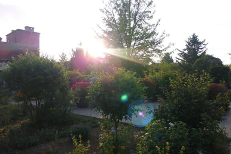 que se passe-t-il pour vos plantes par temps chaud ?