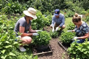 Un jardinier dévoile des astuces faciles pour récolter en continu des légumes-feuilles prisés : ‘Cela paraît évident