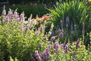 vivaces élancées pour sublimer votre jardin